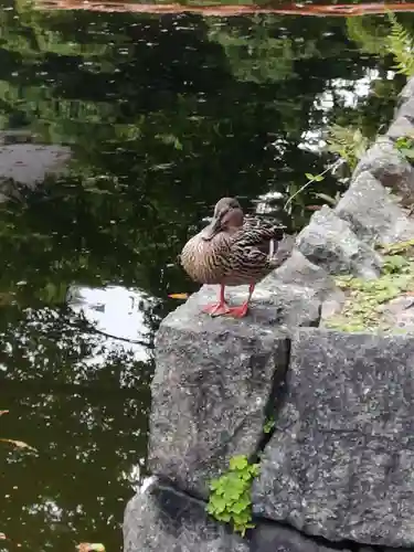 東寺（教王護国寺）の動物