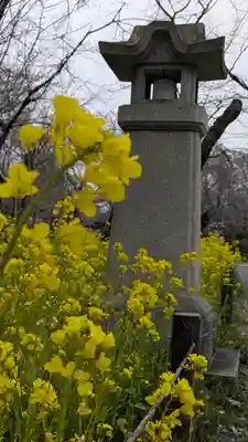 平野神社(京都府)