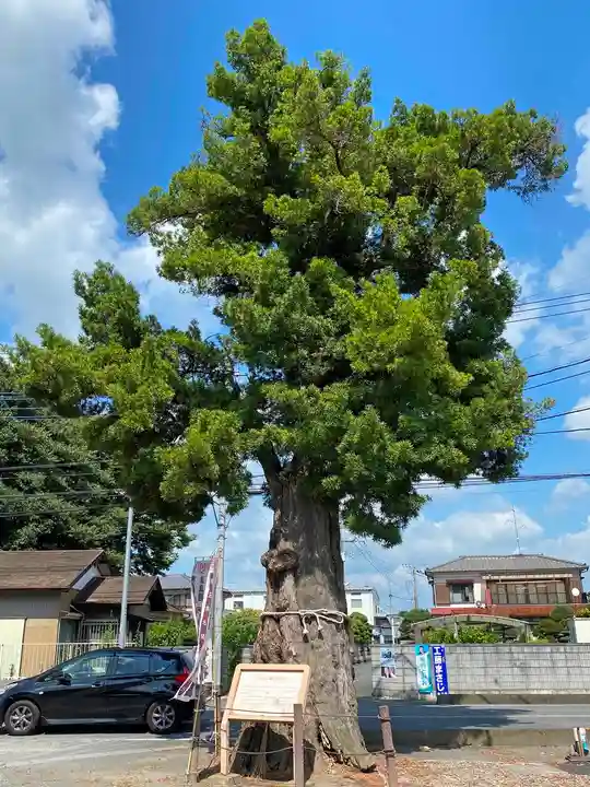 前玉神社の自然