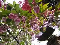 彌彦神社 (伊夜日子神社)の自然