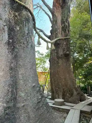 川越氷川神社(埼玉県)
