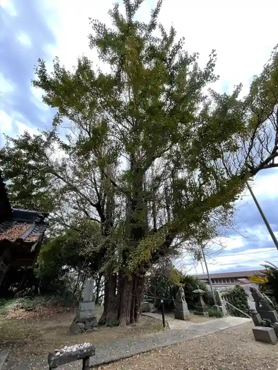 大原神社の自然