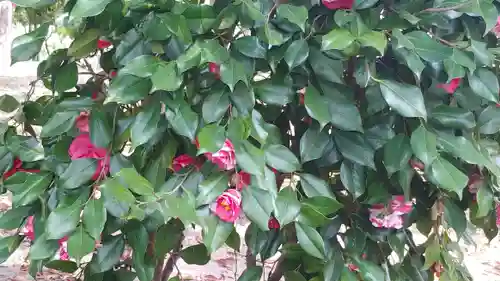 十日恵比須神社の自然