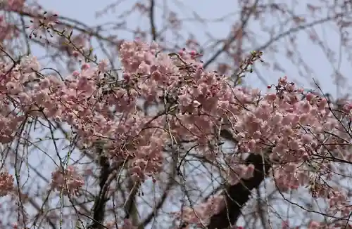 勝持寺（花の寺）(京都府)