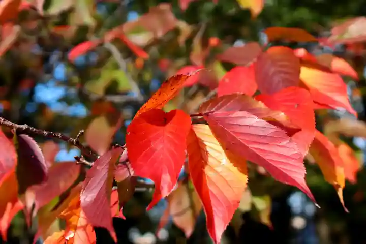 三津厳島神社の自然