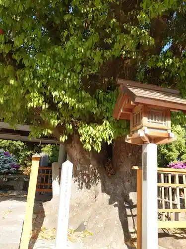 和泉國一之宮　大鳥大社の自然