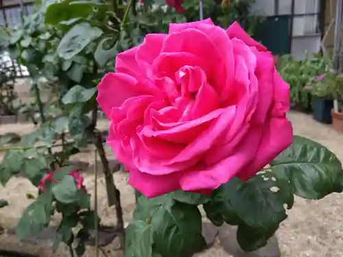 松尾寺(奈良県)