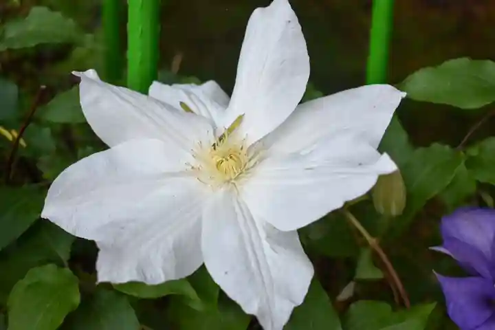 尻岸内八幡神社の自然
