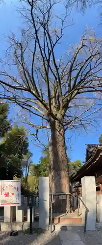 田無神社(東京都)