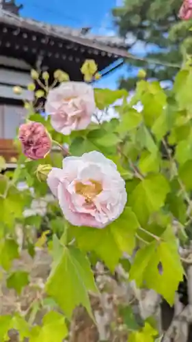 本満寺（本願満足寺）(京都府)