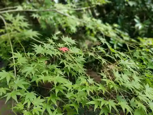 伏木香取神社の自然