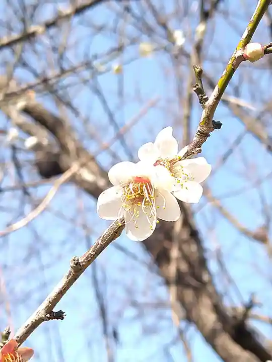 朝倉神社の周辺