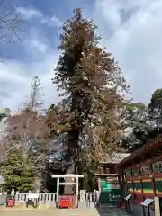 大杉神社の自然