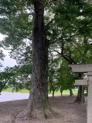 立山社・白山社(百町)の自然