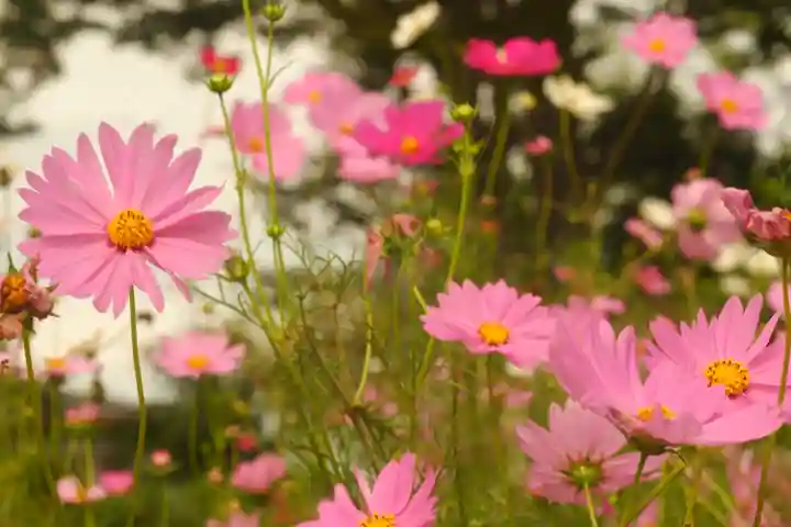 般若寺 ❁コスモス寺❁(奈良県)