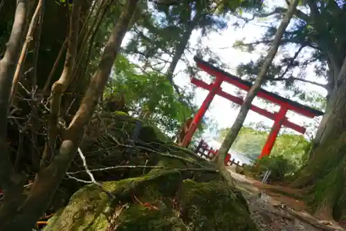 箱根神社の鳥居