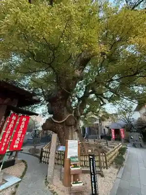 國相寺の{uncategorized: "未分類", other: "その他", undefined: "問題あり", building: "その他建物", grave: "お墓", sacred_gate: "鳥居", guardian: "狛犬", statue: "像", buddha: "仏像", history: "歴史", nature: "自然", garden: "庭園", animal: "動物", pagoda: "塔", temizu: "手水舎", mountain_gate: "山門・神門", sanctuary: "本殿・本堂", subordinate: "末社・摂社", art: "芸術", scenery: "景色", jizo: "地蔵", ema: "絵馬", goshuin: "御朱印", omikuji: "おみくじ", items: "授与品その他", amulet: "お守り", goshuincho: "御朱印帳", eats: "食事", festival: "お祭り", votive_dance: "神楽", shichigosan: "七五三参", wedding: "結婚式", experience: "体験その他", initially: "初詣", around: "周辺", anti_infection: "感染症対策"}