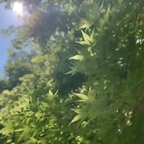 若宮神明社の自然