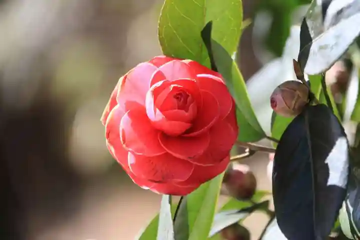 長屋神社の自然