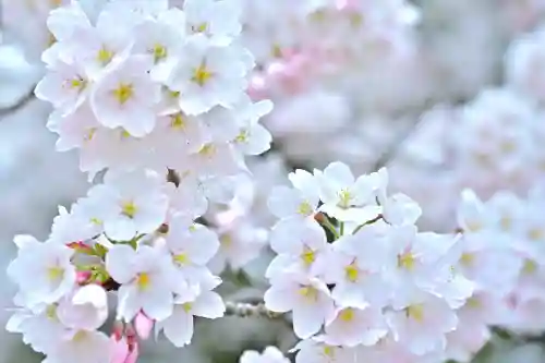 彌彦神社(新潟県)