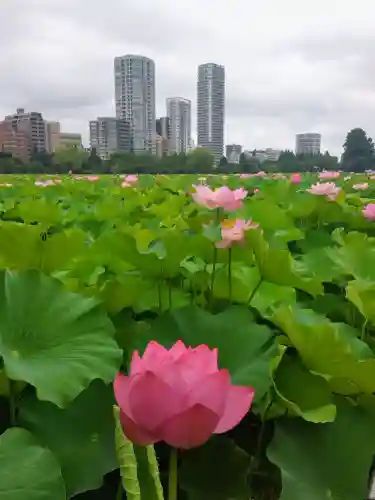 寛永寺不忍池弁天堂の景色