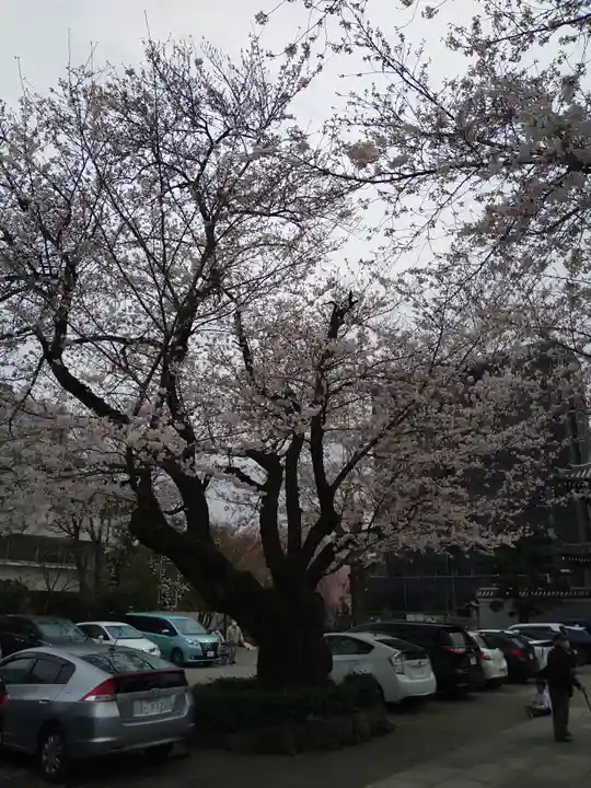 伝通院(東京都)