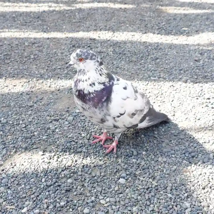 旗上弁財天社の{uncategorized: "未分類", other: "その他", undefined: "問題あり", building: "その他建物", grave: "お墓", sacred_gate: "鳥居", guardian: "狛犬", statue: "像", buddha: "仏像", history: "歴史", nature: "自然", garden: "庭園", animal: "動物", pagoda: "塔", temizu: "手水舎", mountain_gate: "山門・神門", sanctuary: "本殿・本堂", subordinate: "末社・摂社", art: "芸術", scenery: "景色", jizo: "地蔵", ema: "絵馬", goshuin: "御朱印", omikuji: "おみくじ", items: "授与品その他", amulet: "お守り", goshuincho: "御朱印帳", eats: "食事", festival: "お祭り", votive_dance: "神楽", shichigosan: "七五三参", wedding: "結婚式", experience: "体験その他", initially: "初詣", around: "周辺", anti_infection: "感染症対策"}