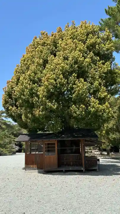 橿原神宮(奈良県)