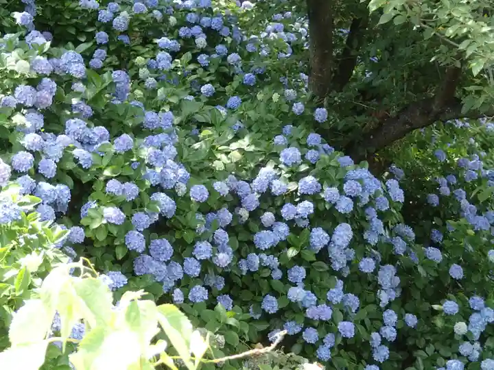 報徳二宮神社の自然