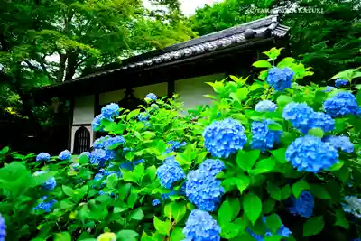 明月院(神奈川県)