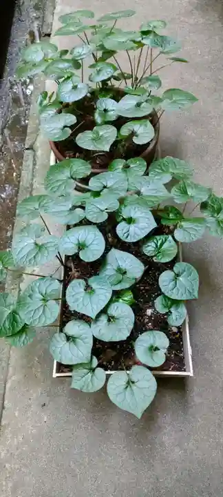 伊賀東照宮(三重県)