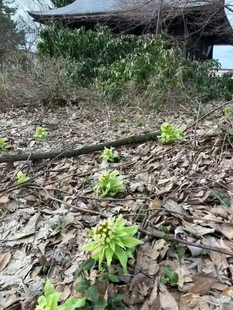 秋田諏訪宮(秋田県)