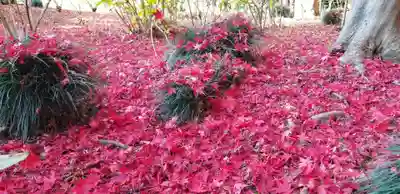 本土寺(千葉県)