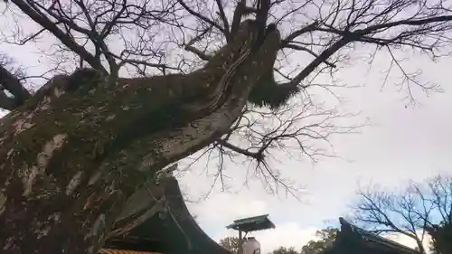 尾張大國霊神社（国府宮）の自然