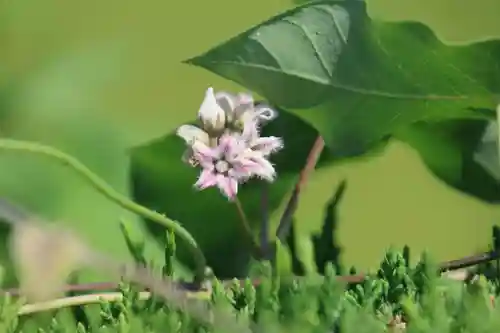 鹿島大神宮の自然