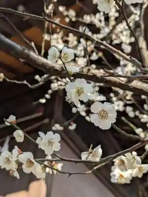 白幡八幡神社(神奈川県)