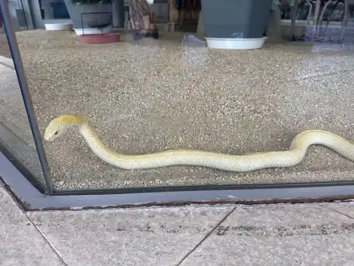 岩国白蛇神社(山口県)
