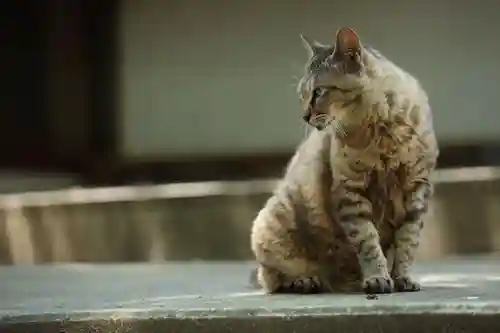 玉野御嶽神社(愛知県)