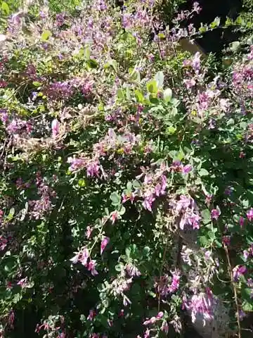 横浜　西方寺の自然