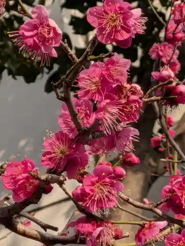 麻布氷川神社(東京都)