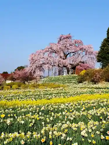 金毘羅桜の自然