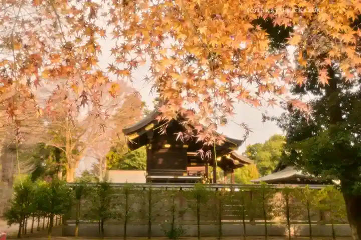 鷲宮神社(埼玉県)