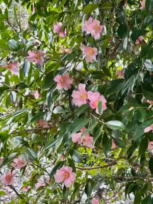 石座神社の{uncategorized: "未分類", other: "その他", undefined: "問題あり", building: "その他建物", grave: "お墓", sacred_gate: "鳥居", guardian: "狛犬", statue: "像", buddha: "仏像", history: "歴史", nature: "自然", garden: "庭園", animal: "動物", pagoda: "塔", temizu: "手水舎", mountain_gate: "山門・神門", sanctuary: "本殿・本堂", subordinate: "末社・摂社", art: "芸術", scenery: "景色", jizo: "地蔵", ema: "絵馬", goshuin: "御朱印", omikuji: "おみくじ", items: "授与品その他", amulet: "お守り", goshuincho: "御朱印帳", eats: "食事", festival: "お祭り", votive_dance: "神楽", shichigosan: "七五三参", wedding: "結婚式", experience: "体験その他", initially: "初詣", around: "周辺", anti_infection: "感染症対策"}