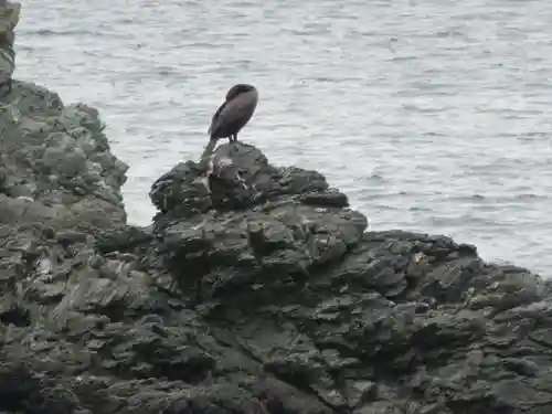 二見興玉神社の動物