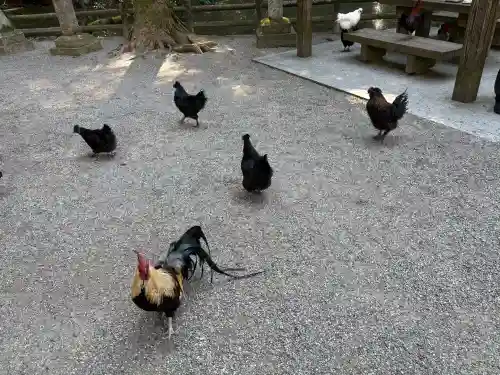 石上神宮の{uncategorized: "未分類", other: "その他", undefined: "問題あり", building: "その他建物", grave: "お墓", sacred_gate: "鳥居", guardian: "狛犬", statue: "像", buddha: "仏像", history: "歴史", nature: "自然", garden: "庭園", animal: "動物", pagoda: "塔", temizu: "手水舎", mountain_gate: "山門・神門", sanctuary: "本殿・本堂", subordinate: "末社・摂社", art: "芸術", scenery: "景色", jizo: "地蔵", ema: "絵馬", goshuin: "御朱印", omikuji: "おみくじ", items: "授与品その他", amulet: "お守り", goshuincho: "御朱印帳", eats: "食事", festival: "お祭り", votive_dance: "神楽", shichigosan: "七五三参", wedding: "結婚式", experience: "体験その他", initially: "初詣", around: "周辺", anti_infection: "感染症対策"}