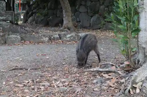 宇佐神宮の動物