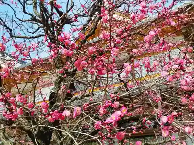 北野天満宮(京都府)