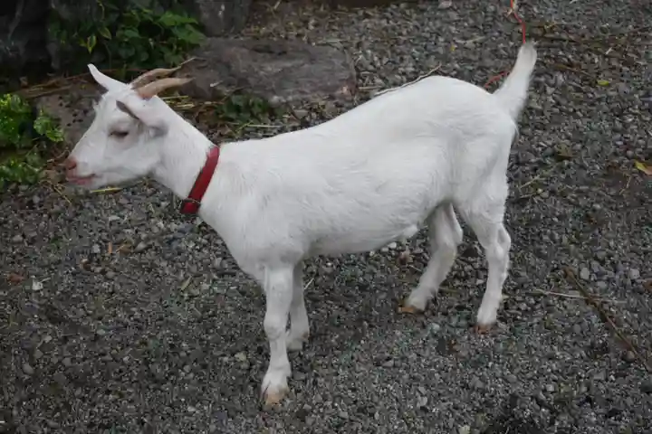 出雲大社相模分祠の動物