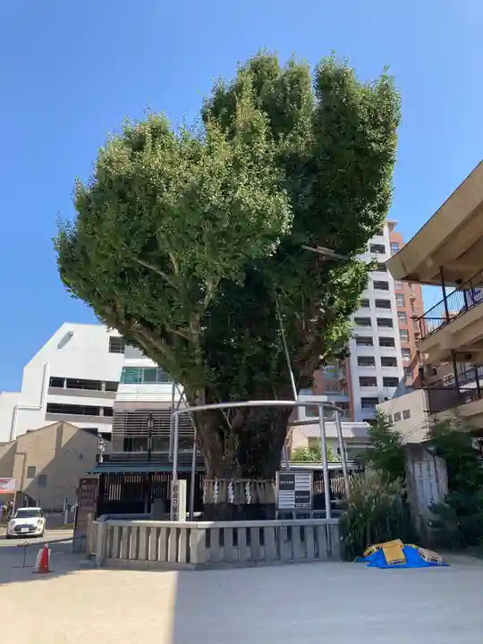 櫛田神社の自然