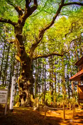 舘神社(宮城県)